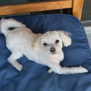 Bali lying on a blue chair with front paws crossedl ooking cute