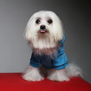 Dori's pal Bali in a blue doggie jacket