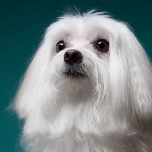 Baili looking very pensive