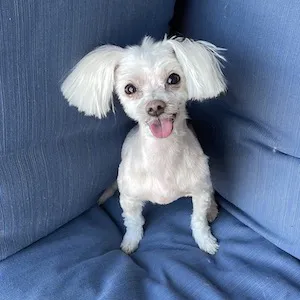 Bentli sitting and smiling on the patio couch