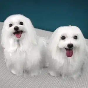 Bentli and Bali sitting on gray carpet