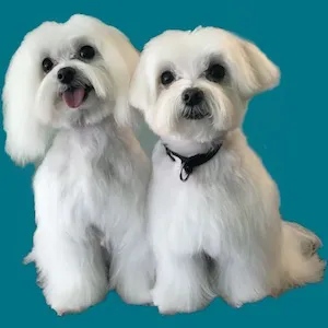 Bentli and Baili leaning to the left with a blue background