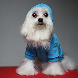 Dori's pal Bentli in a blue doggie jacket