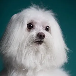 Dori's dog Bentli with fluffy fur