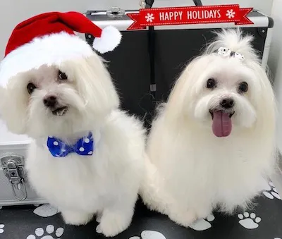 Dori's dogs, Bentli and Baili in Xmas hats