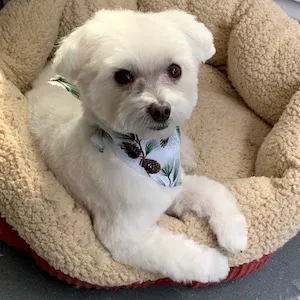 Bentli posing on a beige doggie sofa