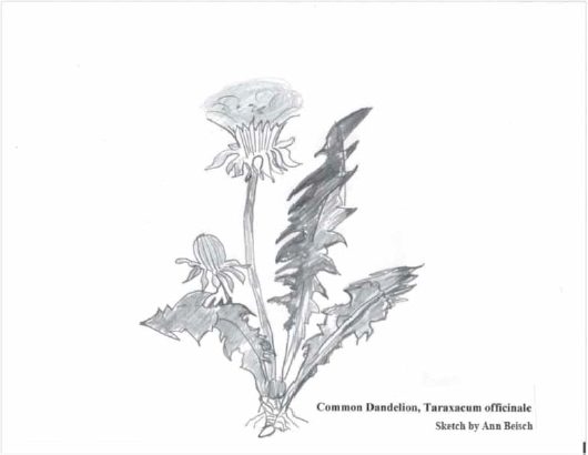 Sketch by Ann Beisch of a Dandelion