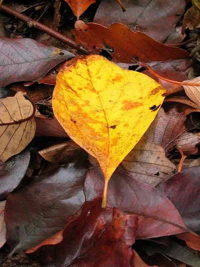 Multi-colored leaves