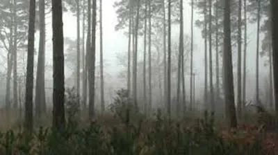 A forest with tall trees in the morning mist