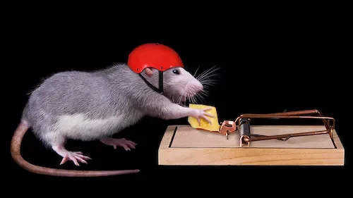 Rat wearing a red helmet holding cheese over a mouse trap