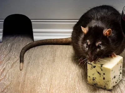 Black rat eating molded cheese